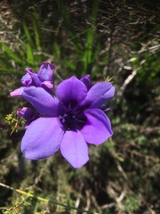 Babiana angustifolia