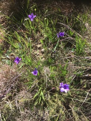 Babiana angustifolia