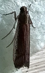 Tampa dimediatella