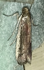 Tampa dimediatella