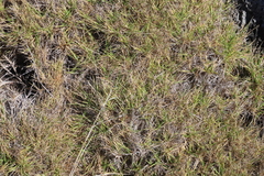 Zoysia