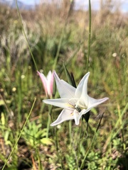 Gladiolus trichonemifolius