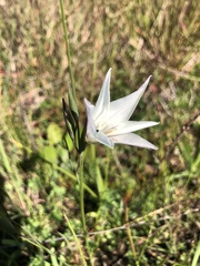 Gladiolus trichonemifolius