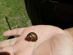 Viviparus acerosus
