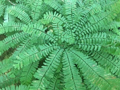 Adiantum pedatum