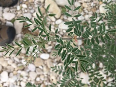 Indigofera lindheimeriana