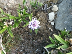 Scabiosa lacerifolia