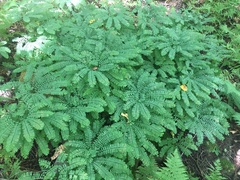 Adiantum pedatum