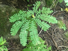 Adiantum pedatum