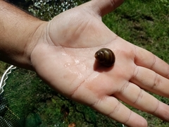 Viviparus acerosus