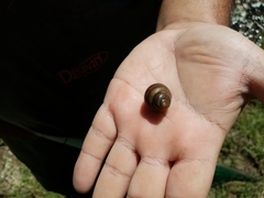 Viviparus acerosus