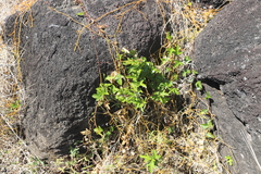 Passiflora pallida image