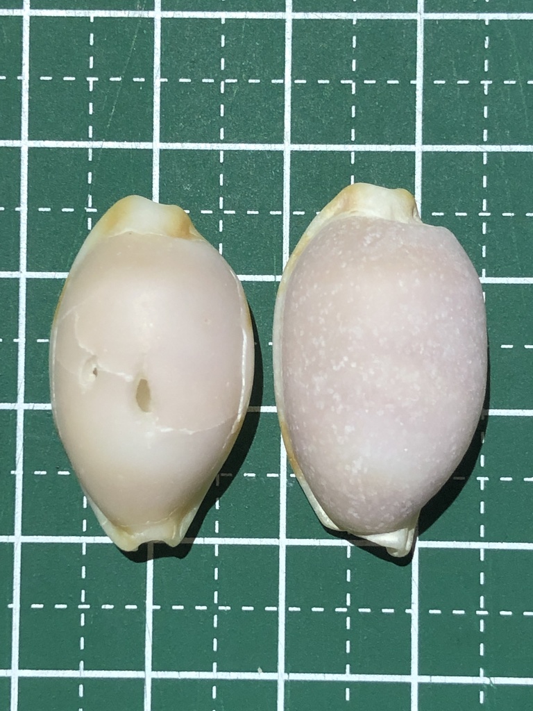 Stolid cowrie