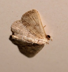 Cerynea punctilinealis
