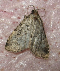 Dyspyralis illocata