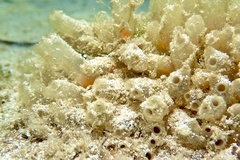 Ecteinascidia turbinata