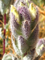 Chloropyron molle molle