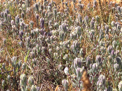 Chloropyron molle molle