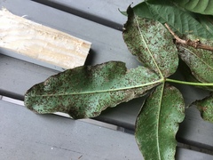 Uromyces pisi-sativi