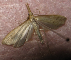 Donacaula