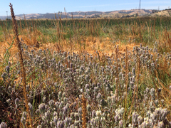 Chloropyron molle molle