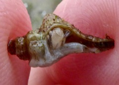 Ocenebrinae