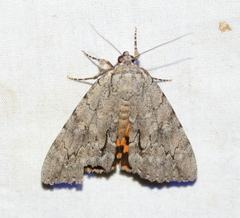 Catocala habilis