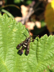 Synanthedon bibionipennis