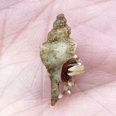 Ocenebrinae