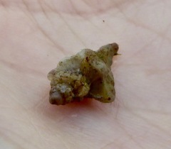 Ocenebrinae