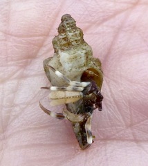 Ocenebrinae