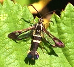 Synanthedon bibionipennis