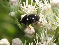 Corimelaena lateralis