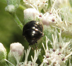 Corimelaena lateralis