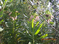 Lobostemon belliformis