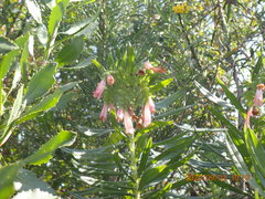 Lobostemon belliformis