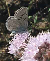 Monardella odoratissima glauca