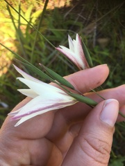 Gladiolus trichonemifolius