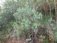 Lobostemon belliformis