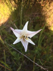 Gladiolus trichonemifolius
