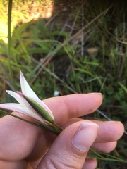 Gladiolus trichonemifolius