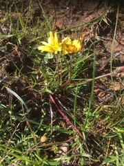 Arctotheca forbesiana