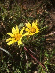 Arctotheca forbesiana