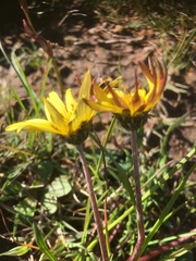 Arctotheca forbesiana