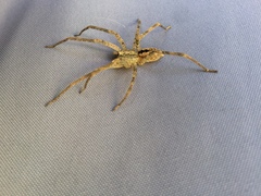 Zoropsis spinimana