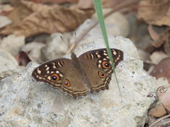 Junonia lemonias aenaria