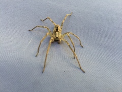 Zoropsis spinimana
