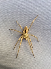 Zoropsis spinimana