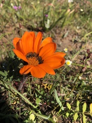 Gazania pectinata
