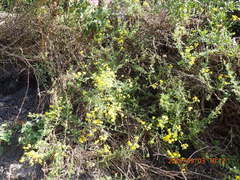 Rhynchosia chrysoscias